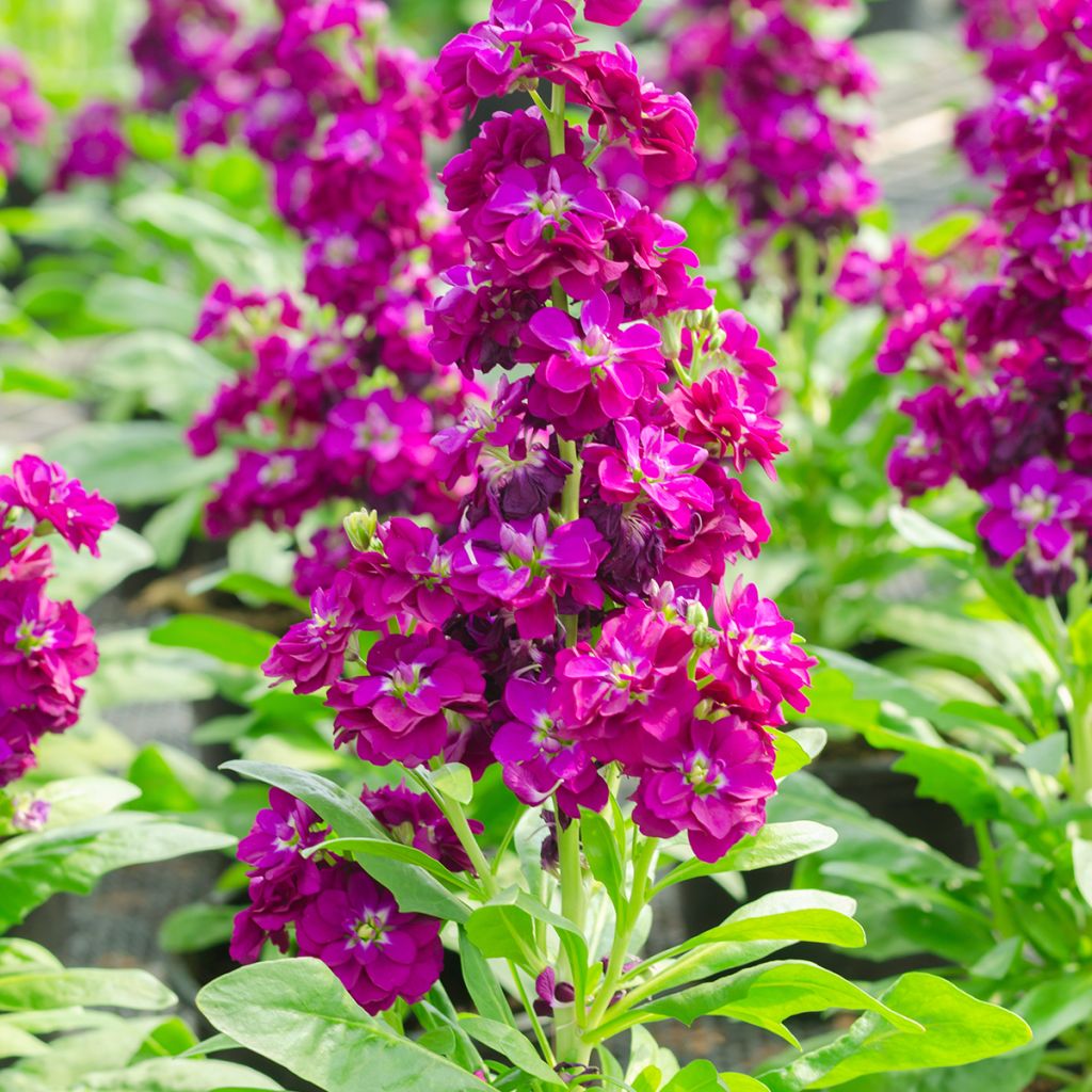 Kesäleukoija - Matthiola incana