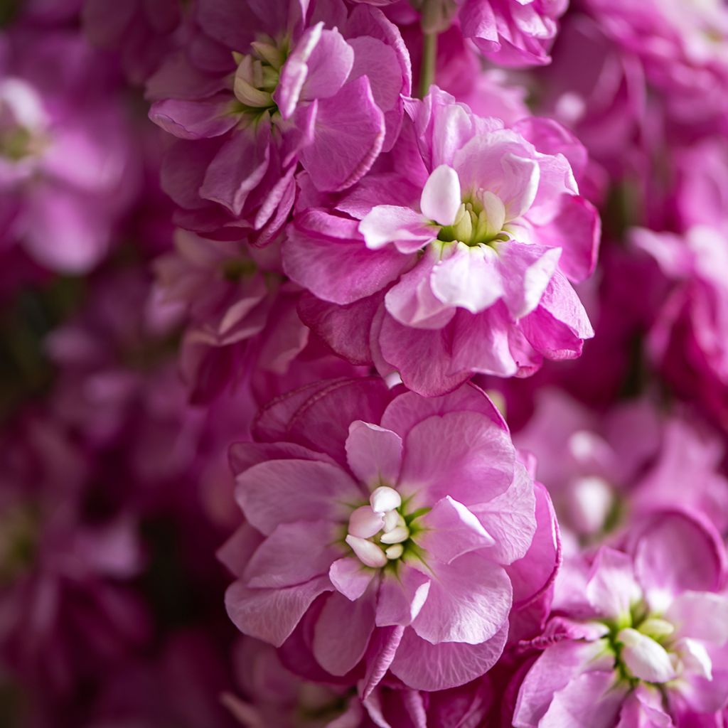 Kesäleukoija - Matthiola incana