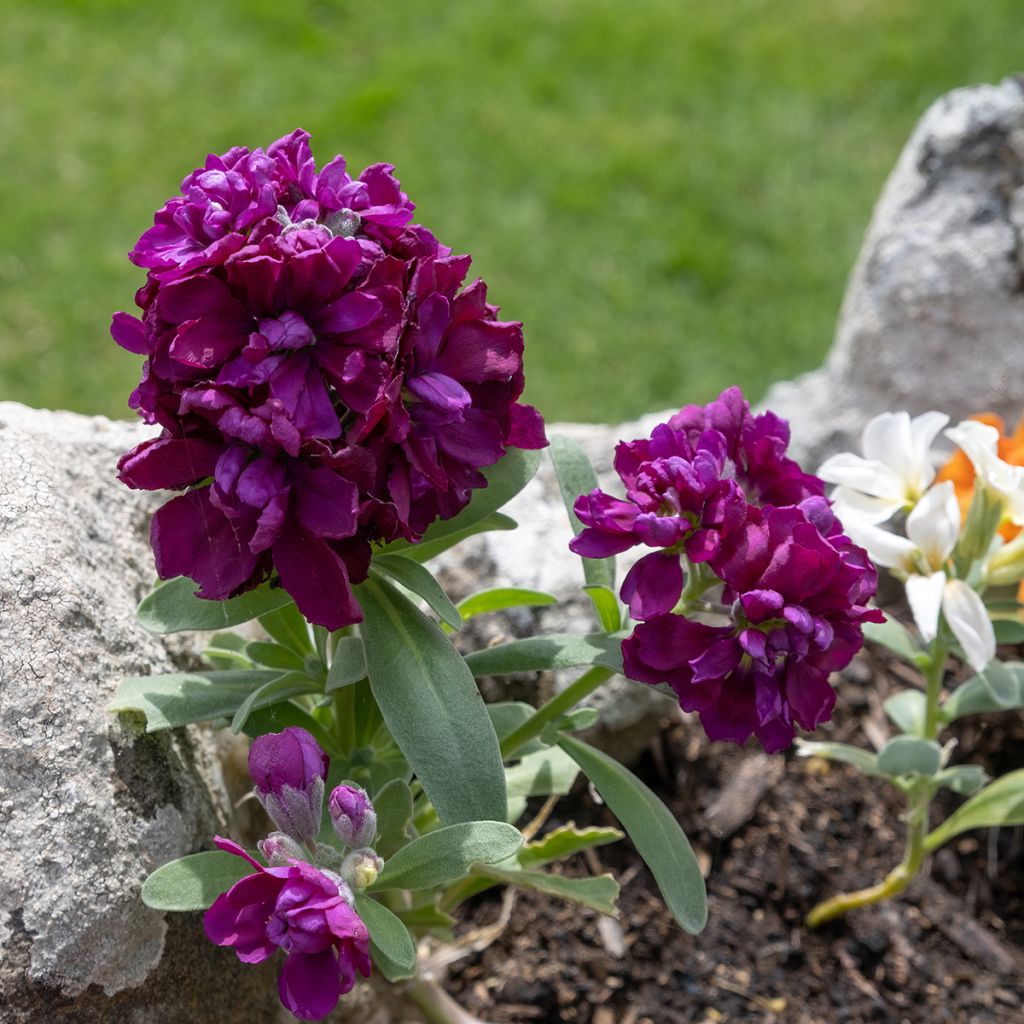 Kesäleukoija - Matthiola incana