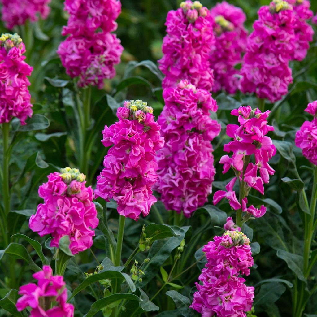 Kesäleukoija - Matthiola incana