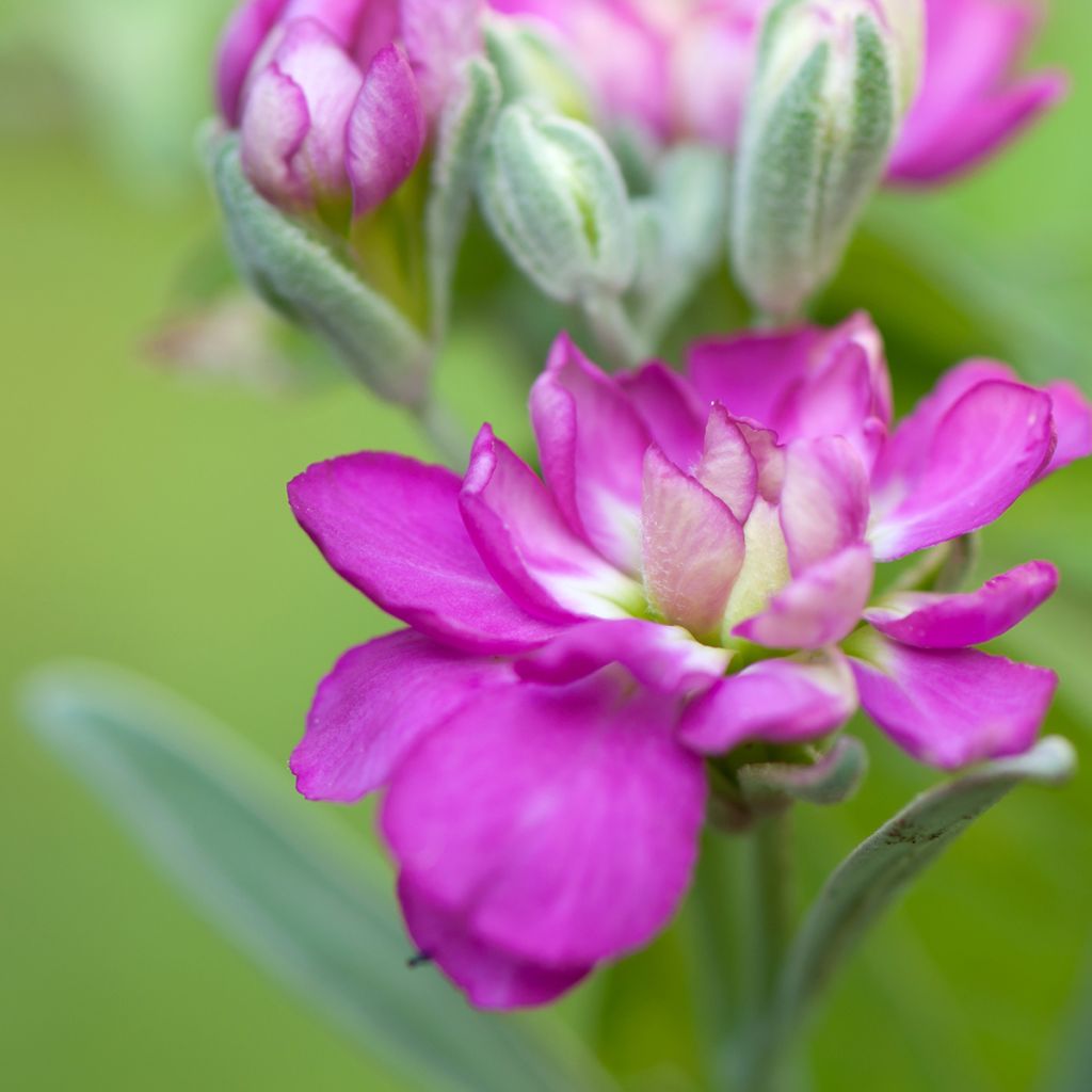 Kesäleukoija - Matthiola incana