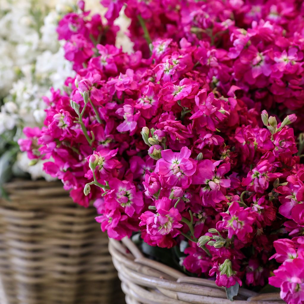 Kesäleukoija - Matthiola incana