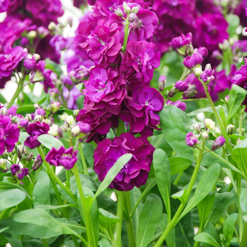 Kesäleukoija - Matthiola incana