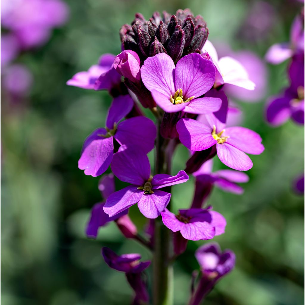 Kultalakka Poem Lavender