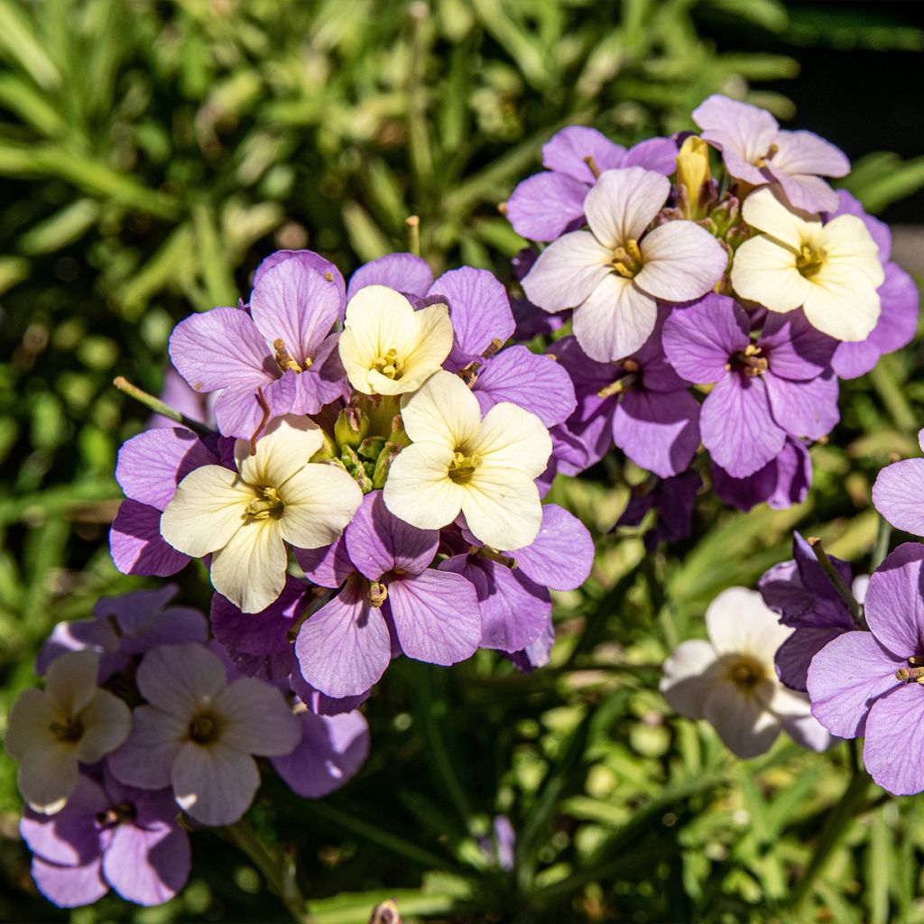 Kultalakka Poem Lilac