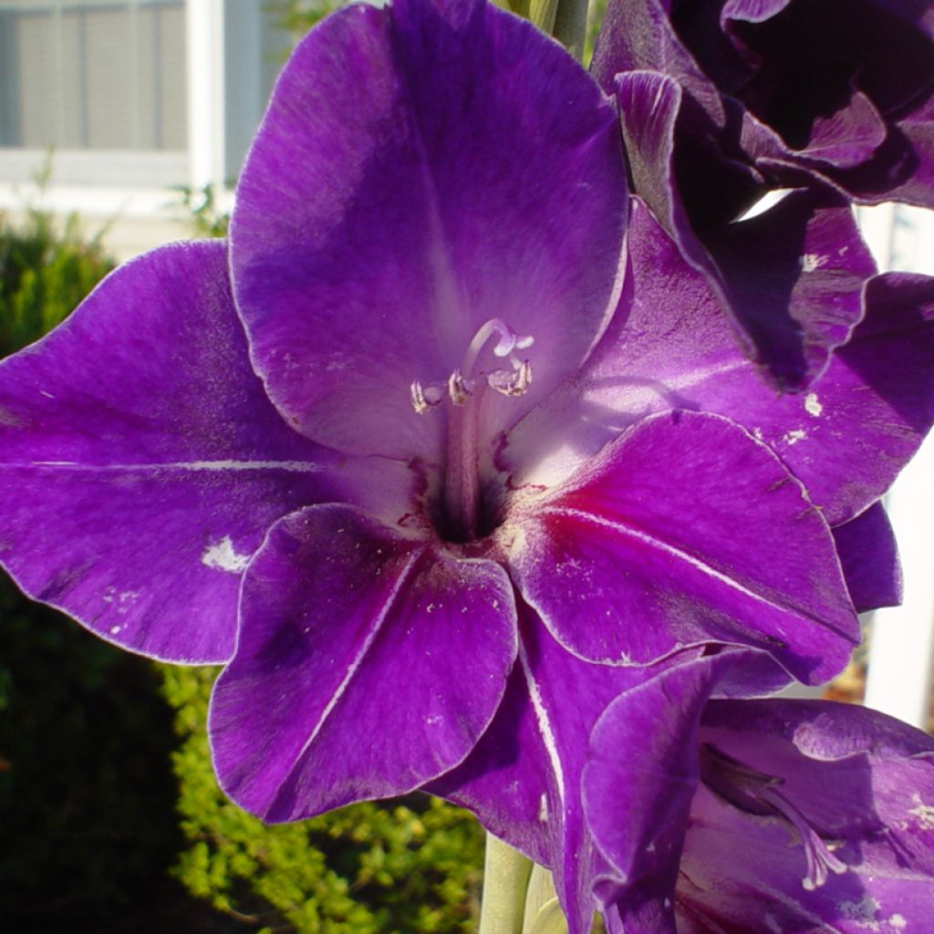 Miekkalilja Deep Purple