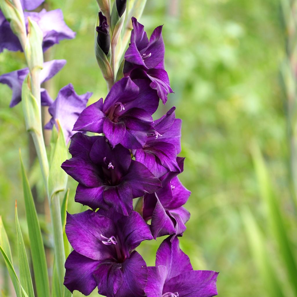 Miekkalilja Deep Purple