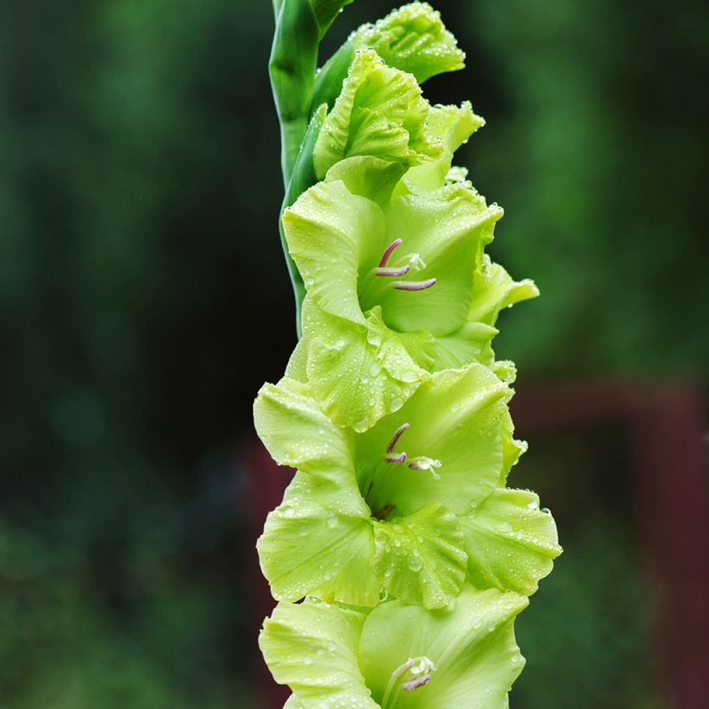 Miekkalilja Green Star