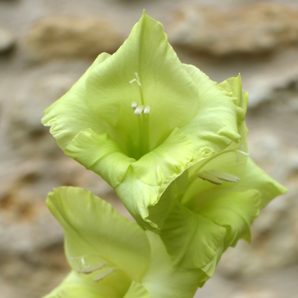 Miekkalilja Green Star