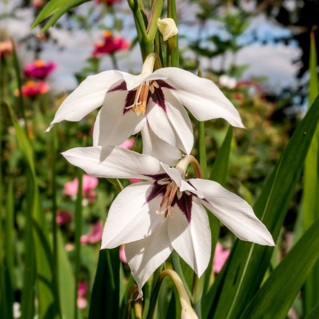 Tuoksumiekkalilja - Gladiolus callianthus