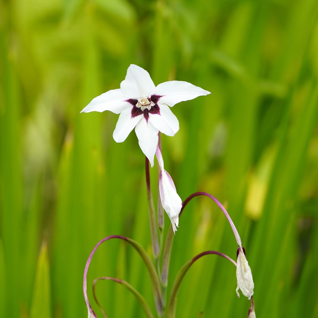 Tuoksumiekkalilja - Gladiolus callianthus