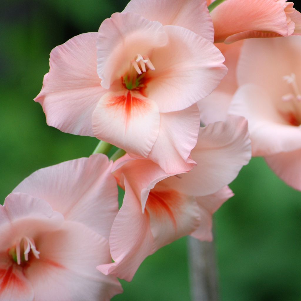 Miekkalilja Apricot Beauty