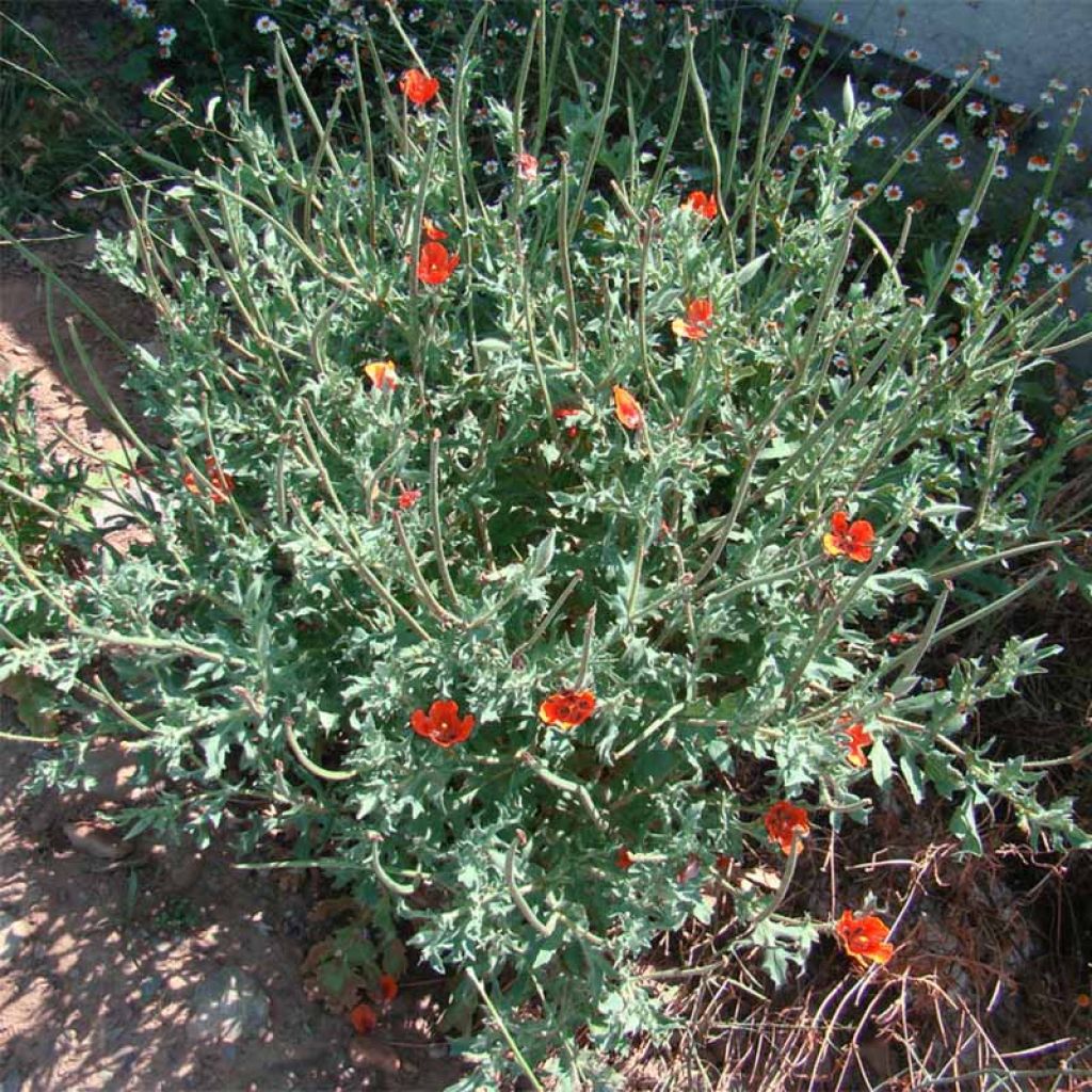 Glaucium corniculatum