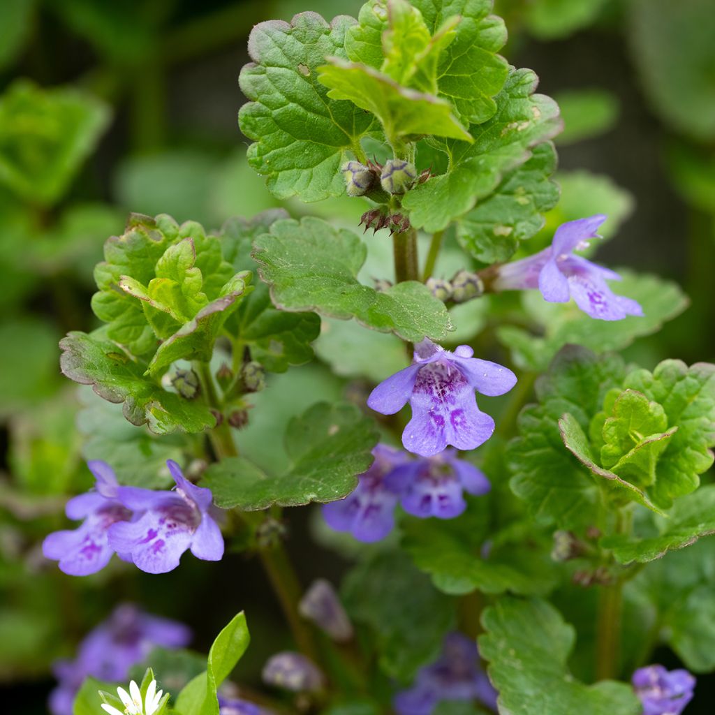 Maahumala - Glechoma hederacea