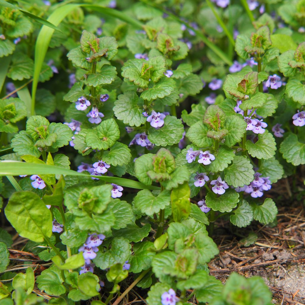 Maahumala - Glechoma hederacea