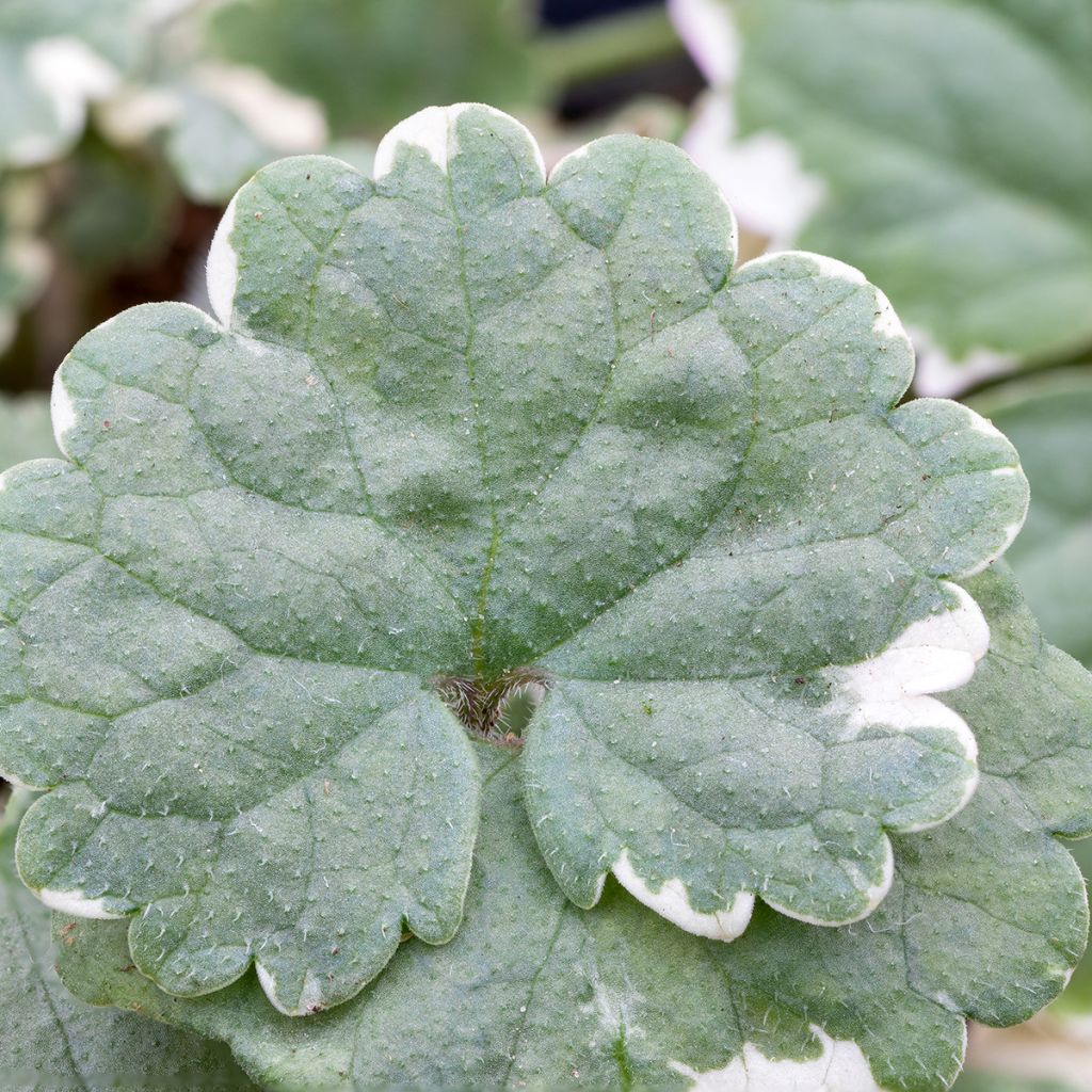 Maahumala Variegata