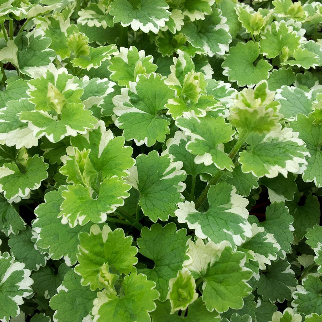 Maahumala Variegata