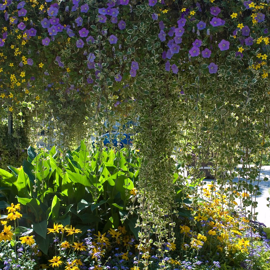 Maahumala Variegata