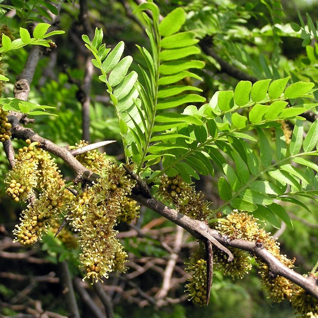 Lännenkolmioka - Gleditsia triacanthos