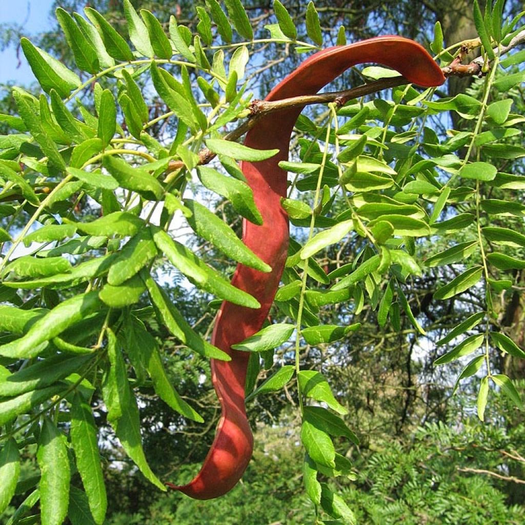 Lännenkolmioka - Gleditsia triacanthos