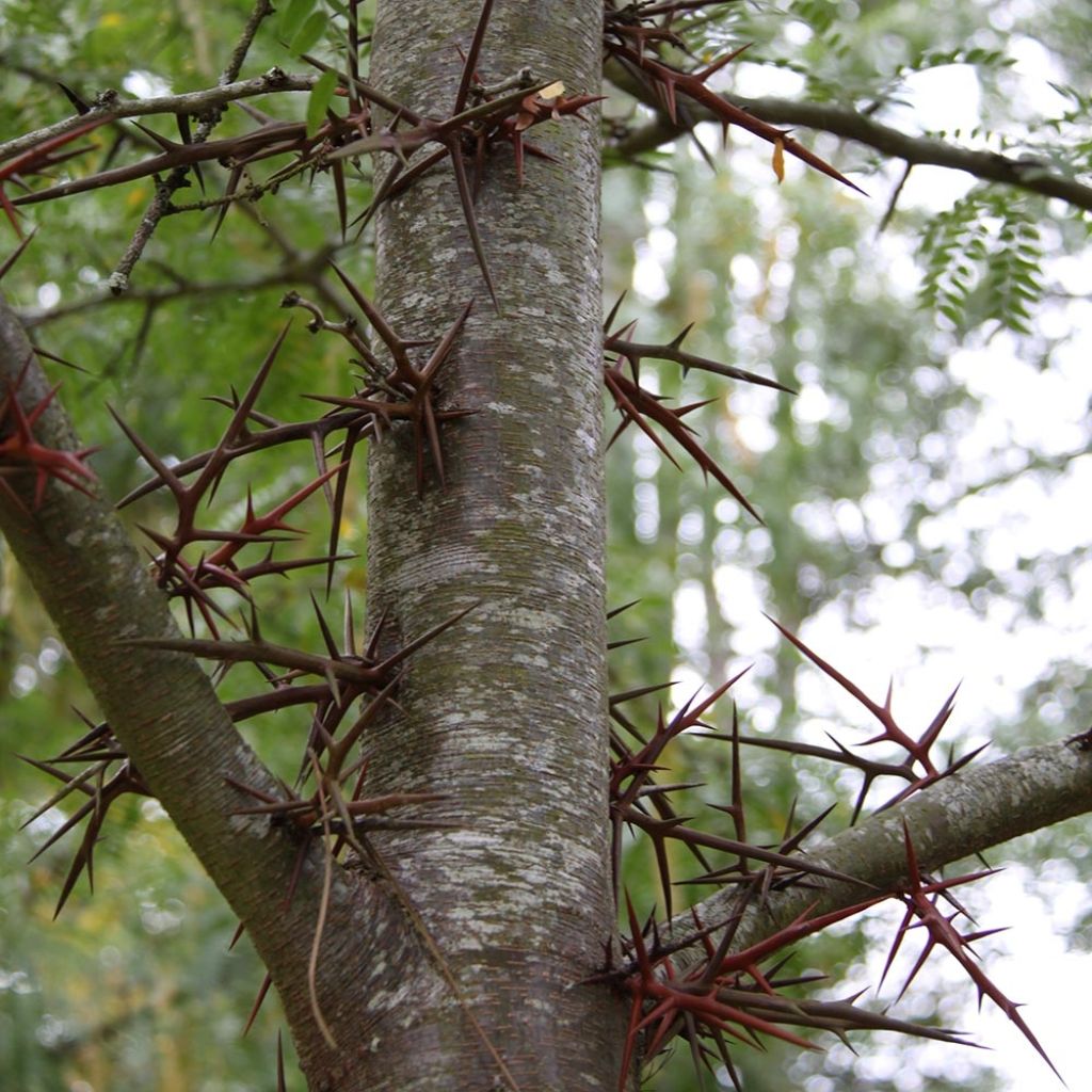 Lännenkolmioka - Gleditsia triacanthos