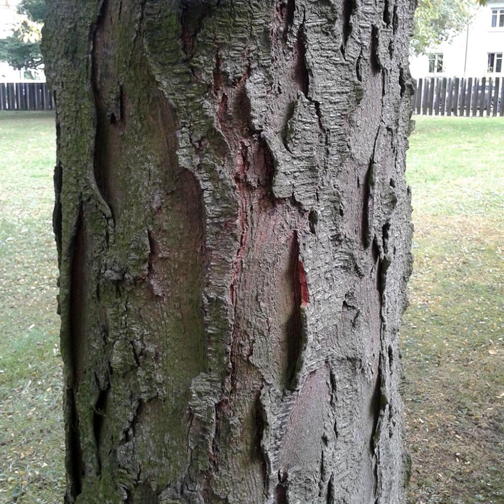 Lännenkolmioka - Gleditsia triacanthos