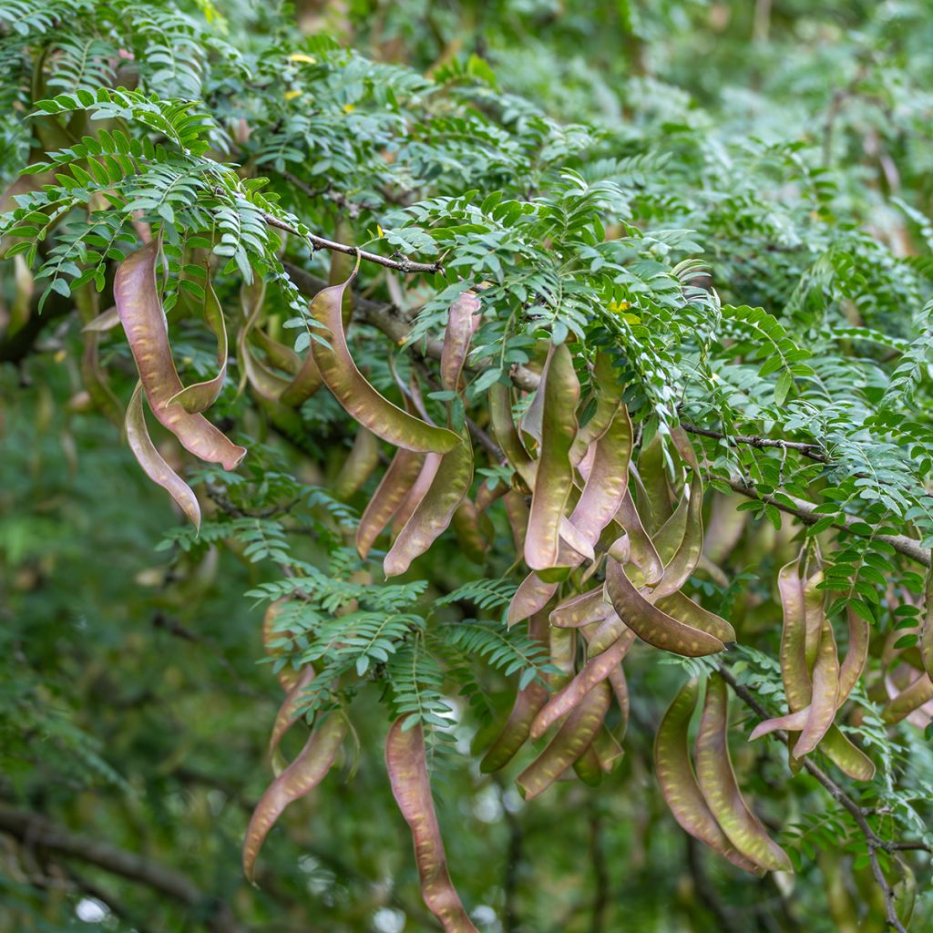 Lännenkolmioka - Gleditsia triacanthos