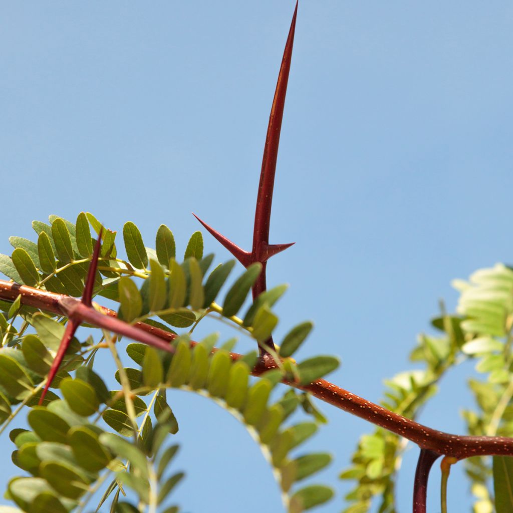 Lännenkolmioka - Gleditsia triacanthos
