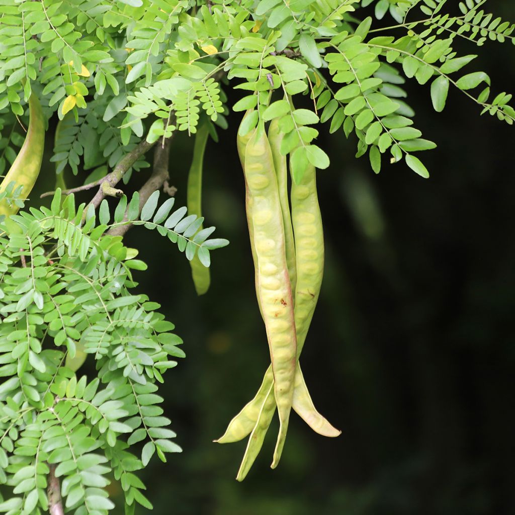 Lännenkolmioka - Gleditsia triacanthos