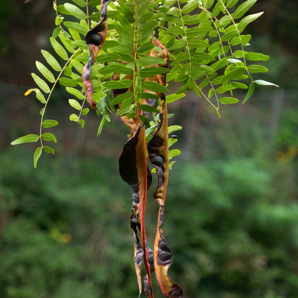 Lännenkolmioka (siemenet) - Gleditsia triacanthos f. inermis