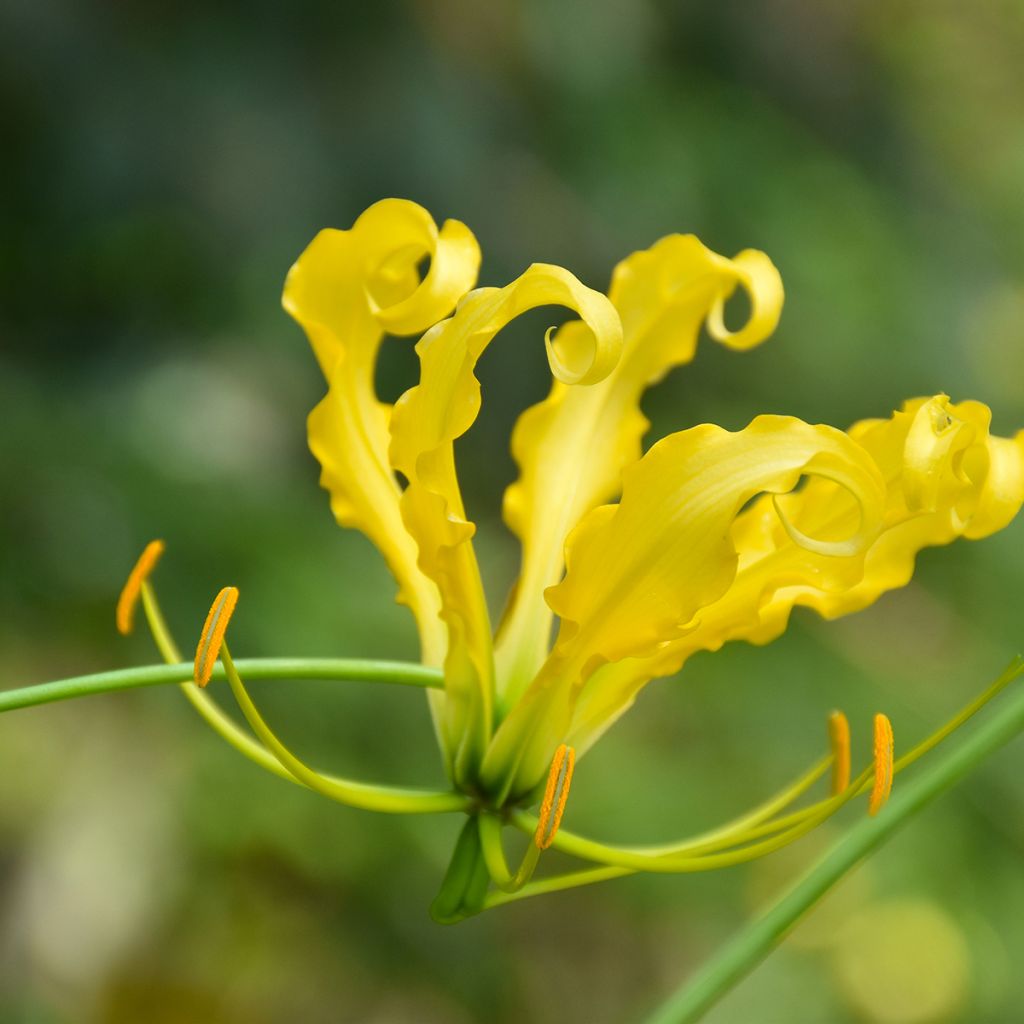 Keijunlilja Lutea
