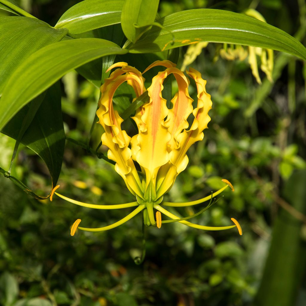 Keijunlilja Lutea