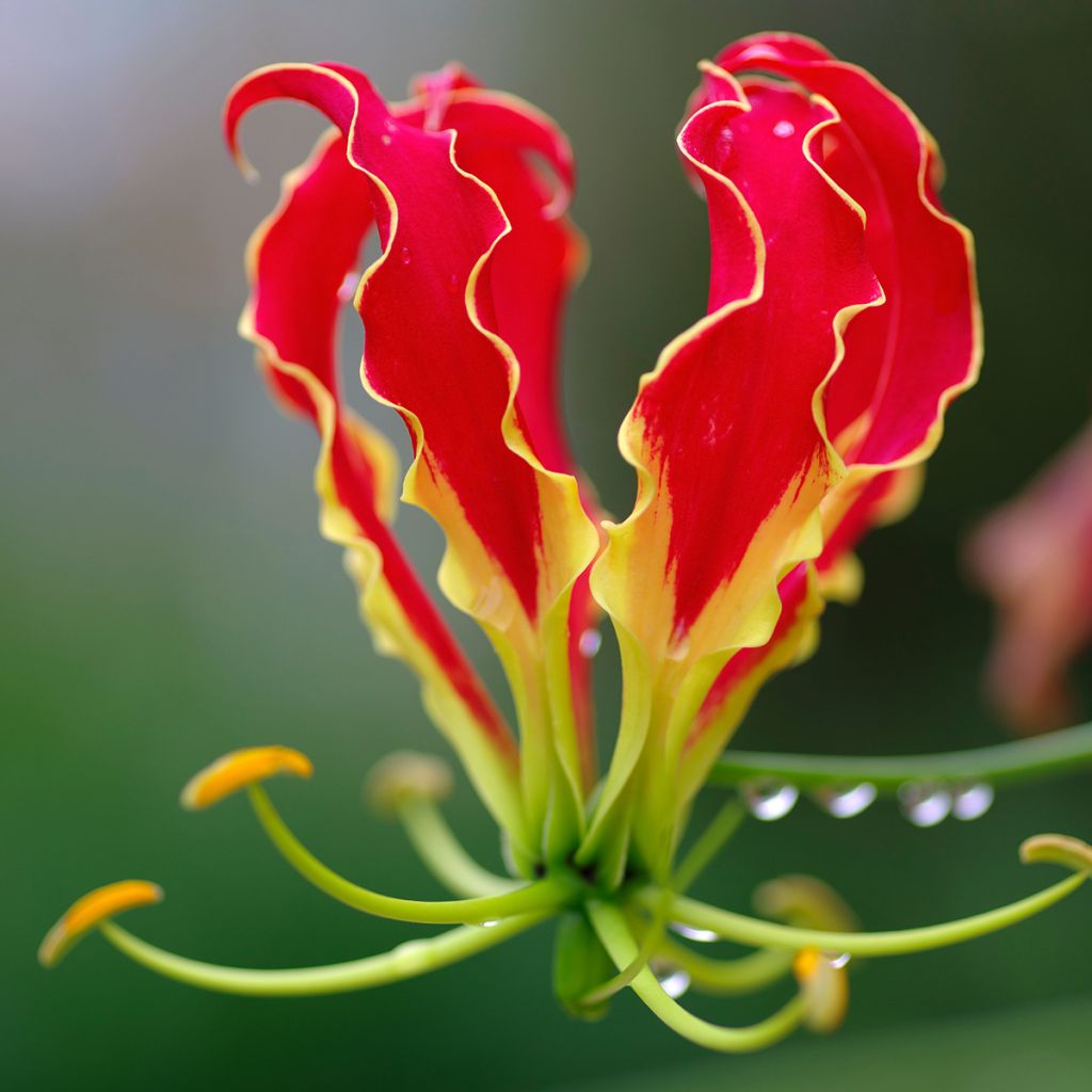 Keijunlilja - Gloriosa superba var. rothschildiana
