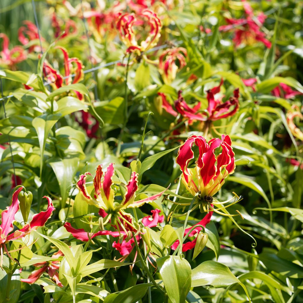 Keijunlilja - Gloriosa superba var. rothschildiana