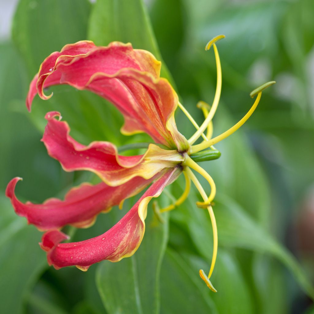Keijunlilja - Gloriosa superba var. rothschildiana