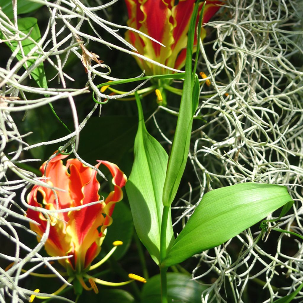 Keijunlilja - Gloriosa superba var. rothschildiana