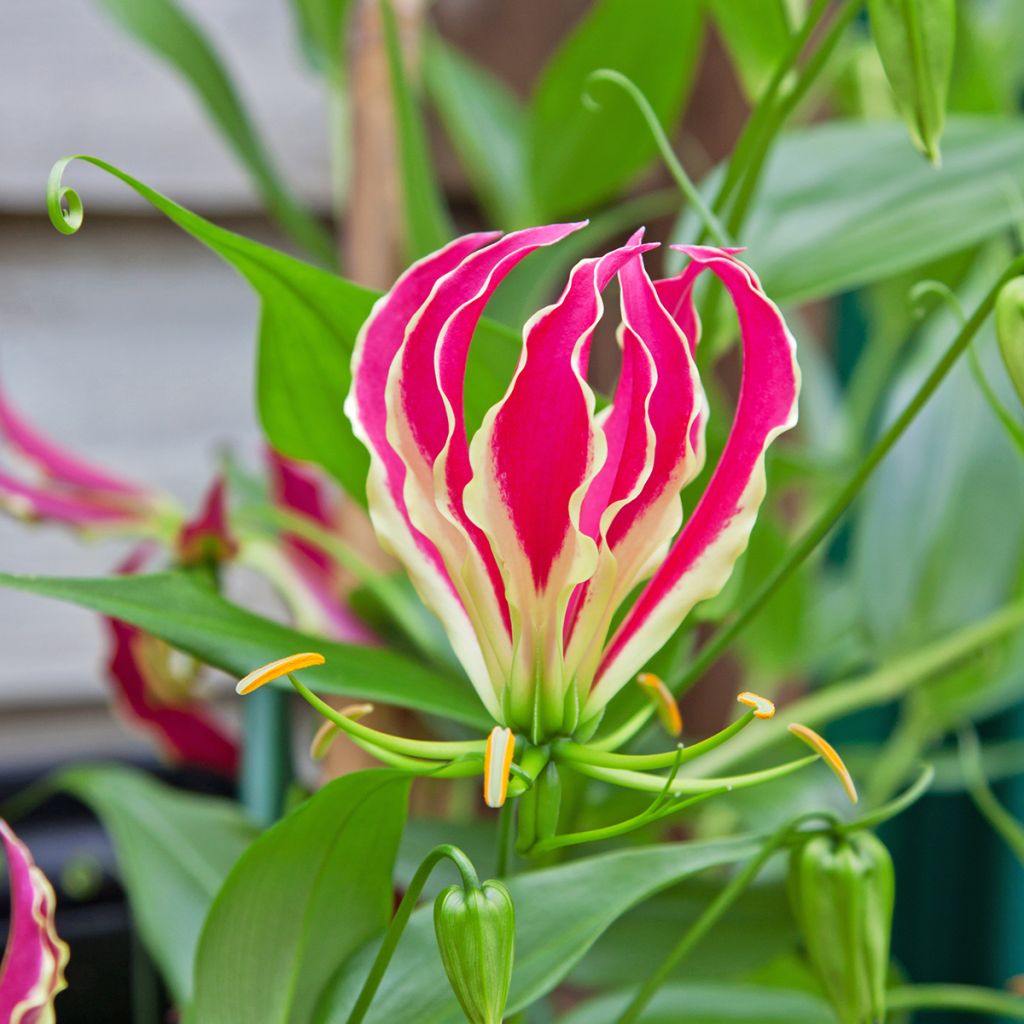 Keijunlilja - Gloriosa superba var. rothschildiana