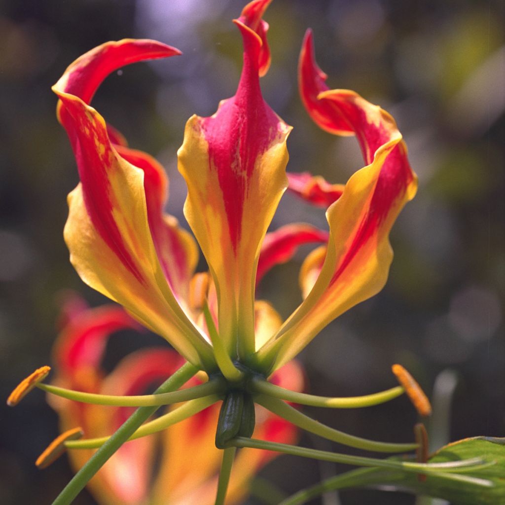 Keijunlilja - Gloriosa superba var. rothschildiana