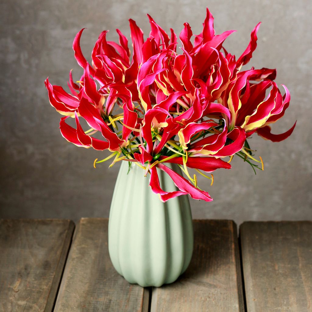 Keijunlilja - Gloriosa superba var. rothschildiana