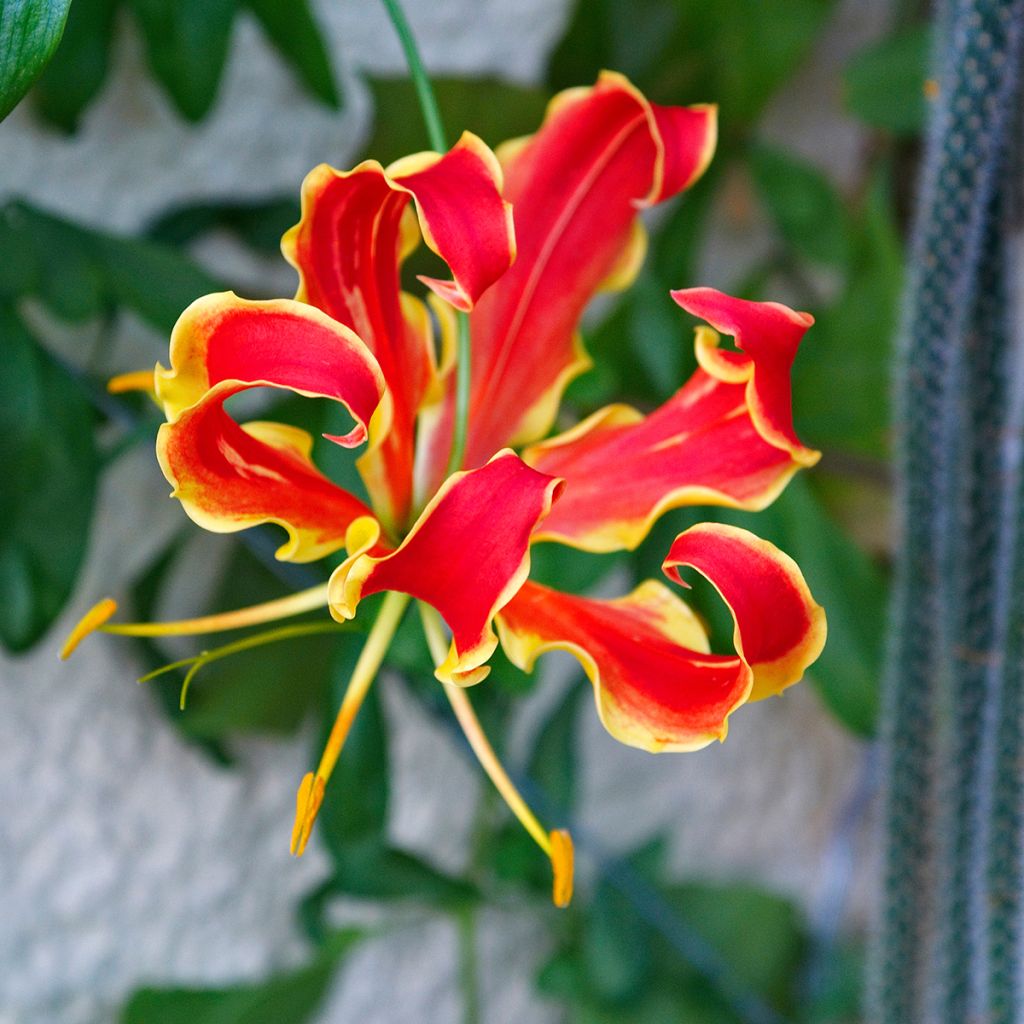 Keijunlilja - Gloriosa superba var. rothschildiana