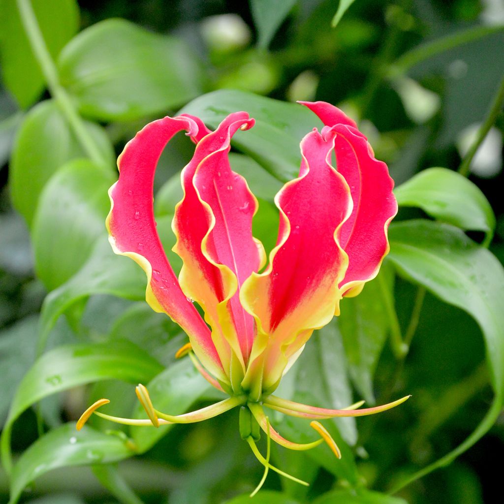 Keijunlilja - Gloriosa superba var. rothschildiana