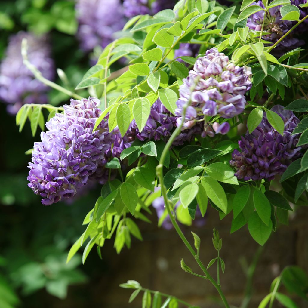 Sinisatee Longwood Purple