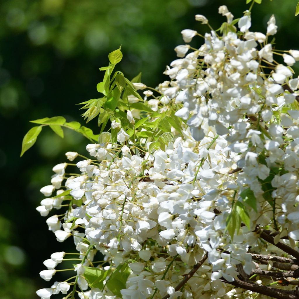 Glycine - Wisteria macrostachya Clara Mack