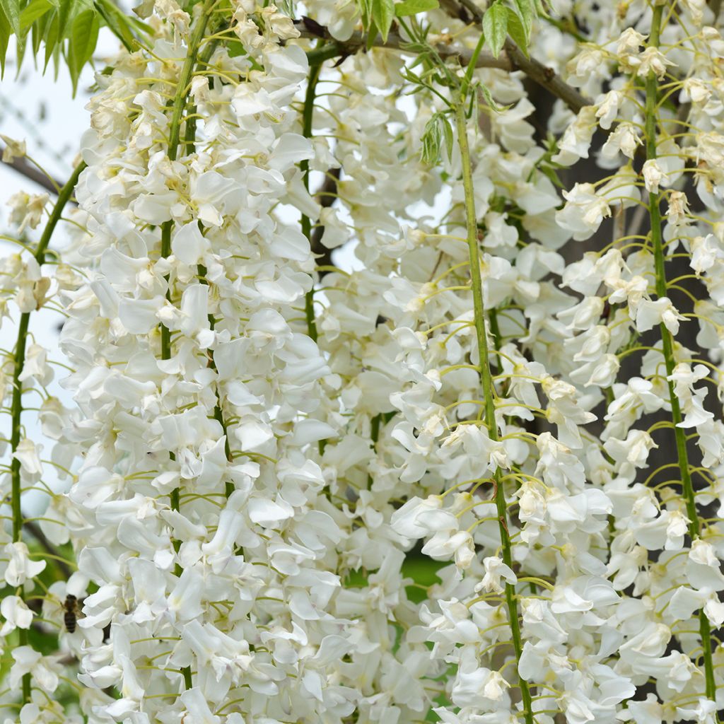 Japaninsinisade Shiro-noda