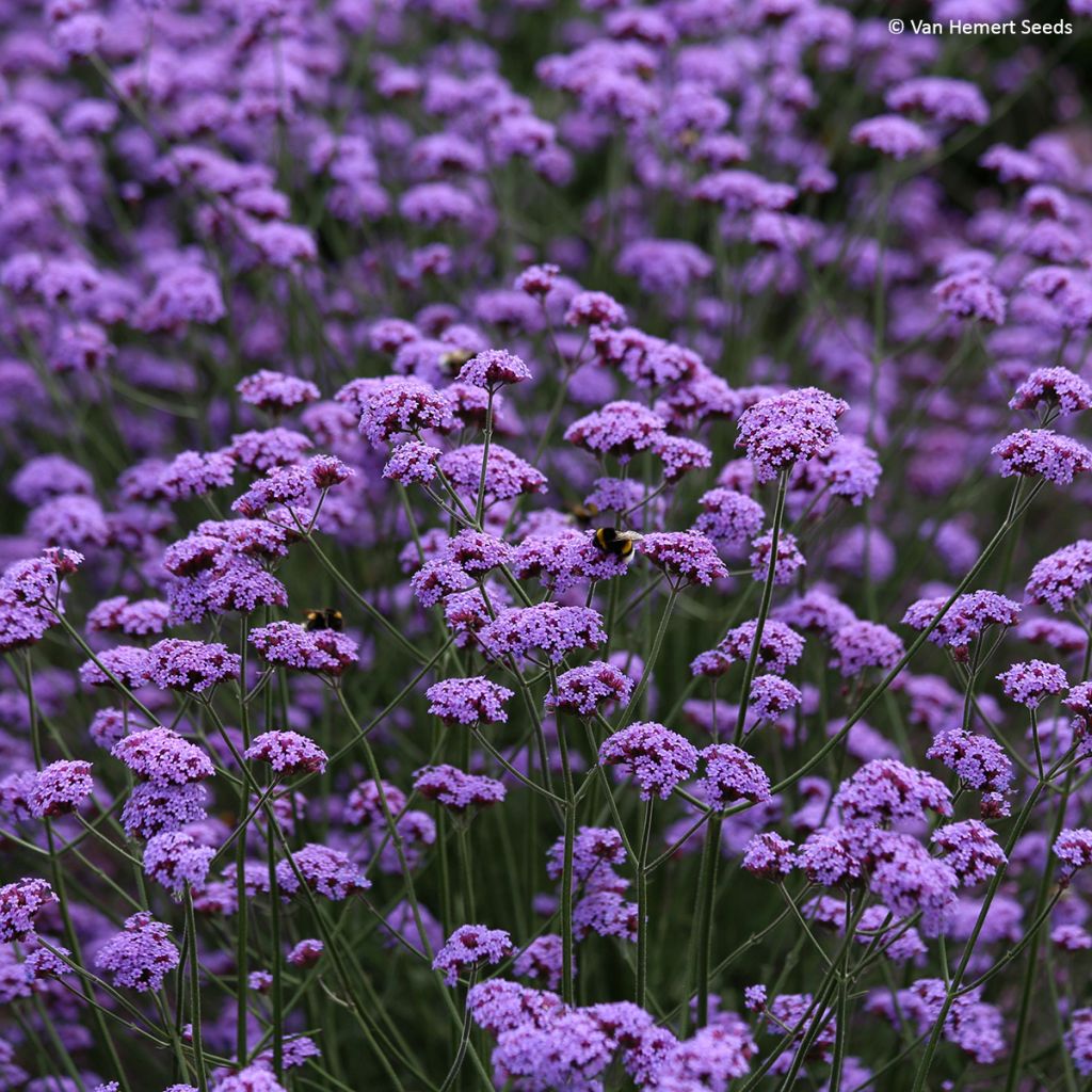 Jättiverbena Vanity - Verbena bonariensis