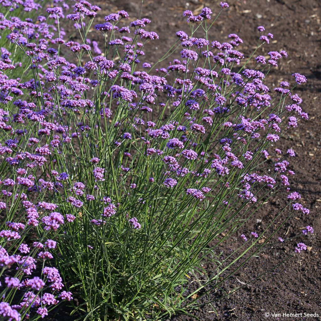 Jättiverbena Vanity - Verbena bonariensis
