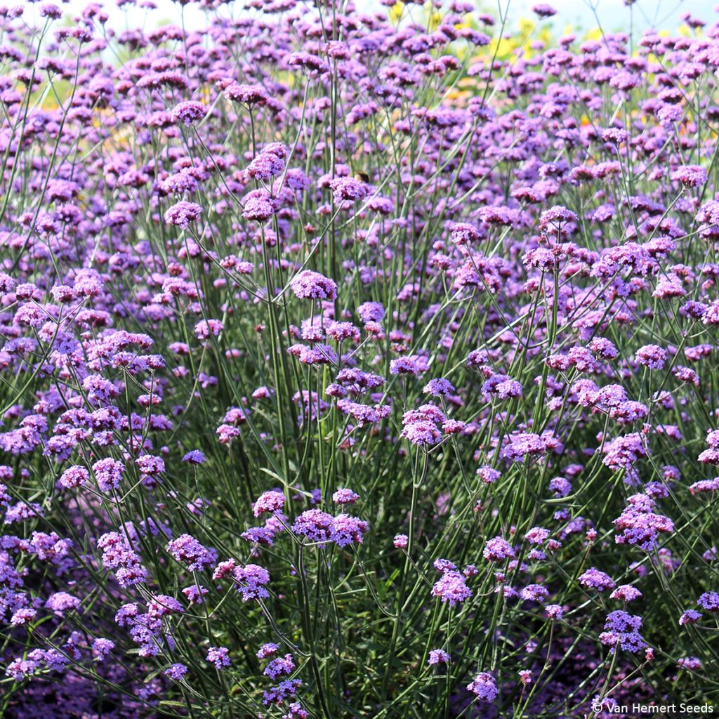 Jättiverbena Vanity - Verbena bonariensis