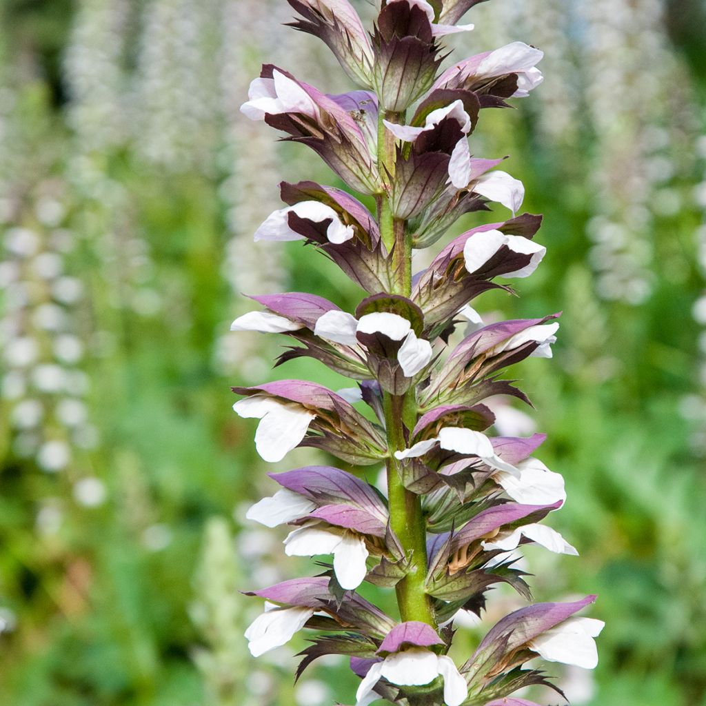 Kreikanakantti (siemenet) - Acanthus mollis