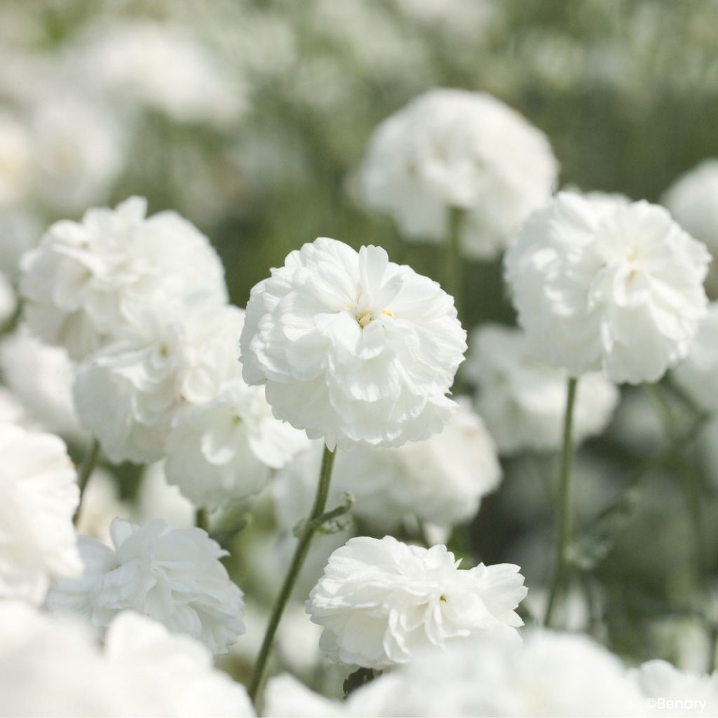 Ojakärsämö Marshmallow (pilleröidyt siemenet)