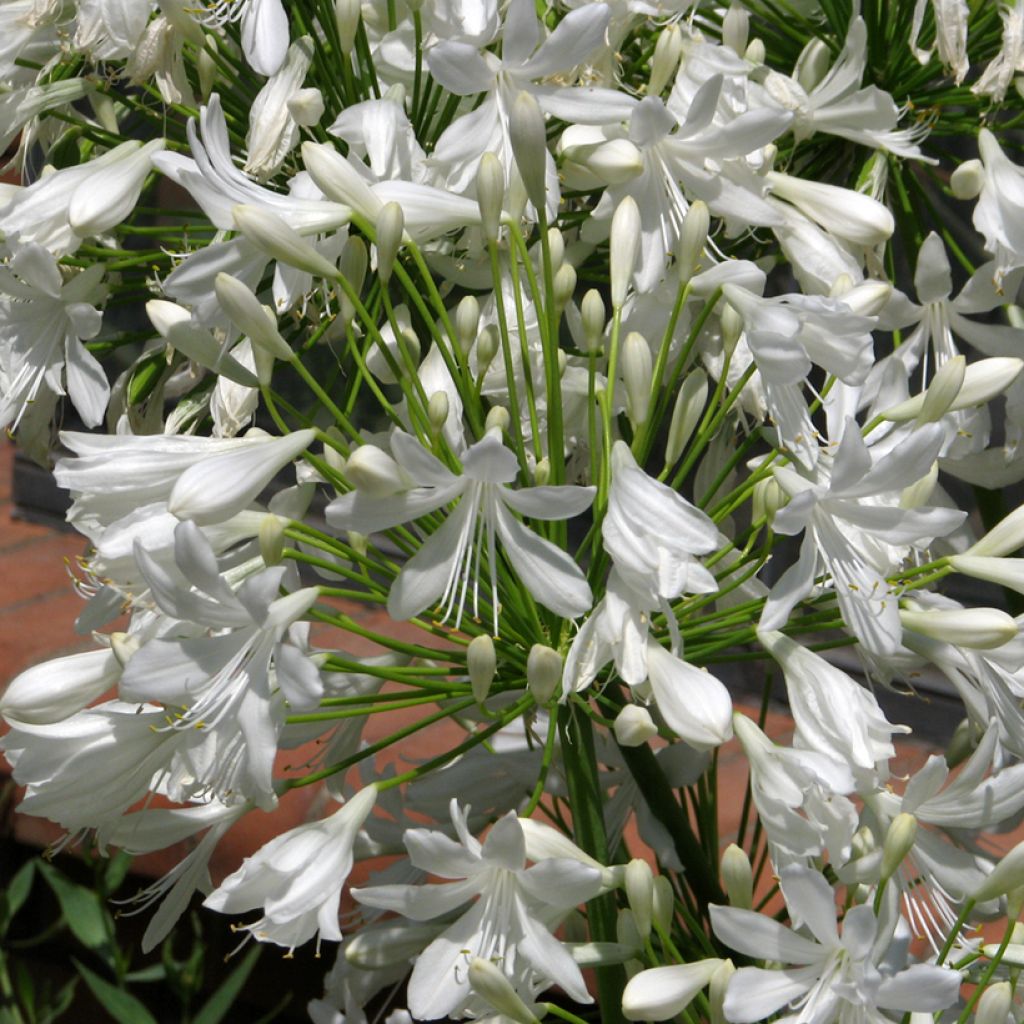 Sinisarja White Umbrella (siemenet)
